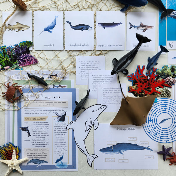 Whales, Dolphins & Shark Learning Pack