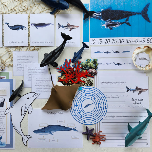Whales, Dolphins & Shark Learning Pack