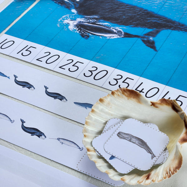 Whales, Dolphins & Shark Learning Pack