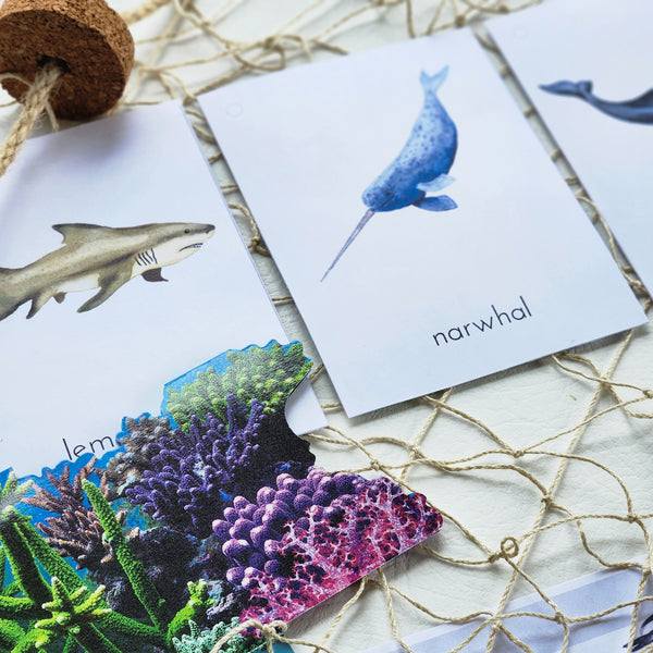 Whales, Dolphins & Shark Learning Pack