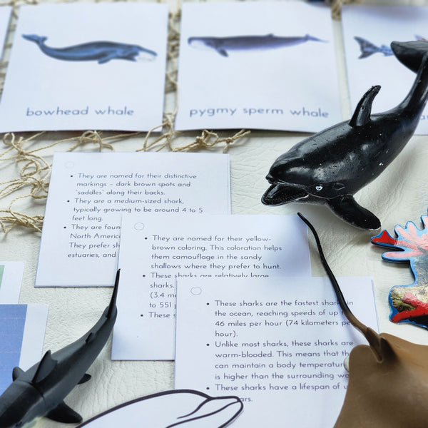 Whales, Dolphins & Shark Learning Pack