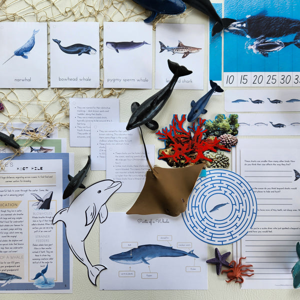 Whales, Dolphins & Shark Learning Pack