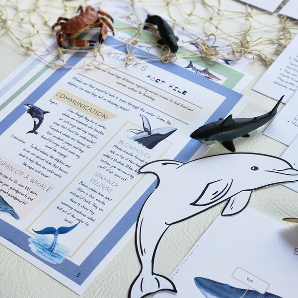 Whales, Dolphins & Shark Learning Pack