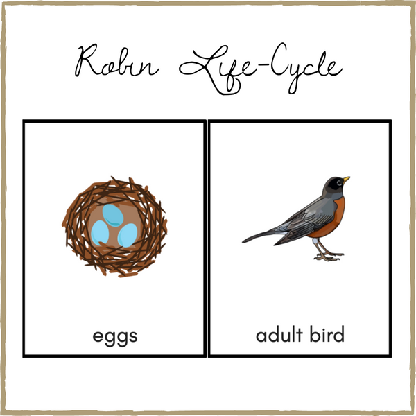 Robin Life-Cycle Montessori 3-Part Cards & Spinner