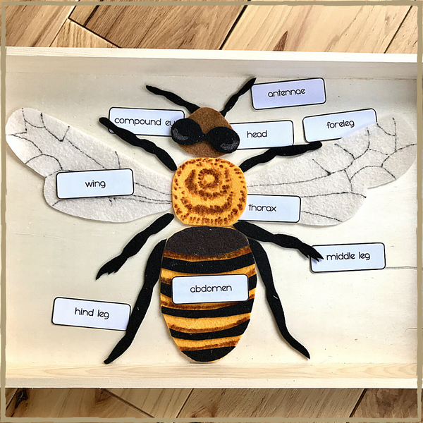 Parts of a Bee Puzzle - Printable Template