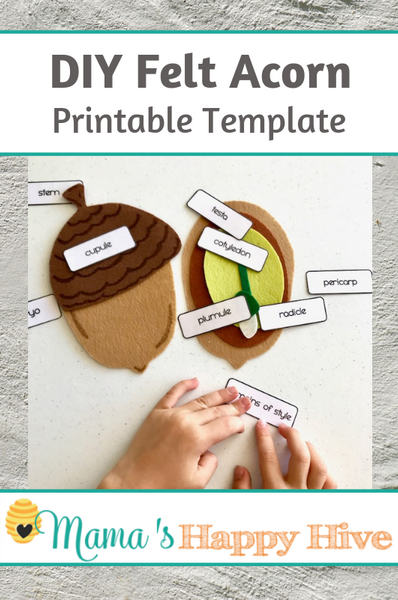 DIY Felt Acorn Parts and Oak Tree Life-Cycle