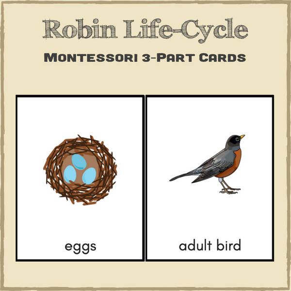 Robin Life-Cycle Montessori 3-Part Cards & Spinner