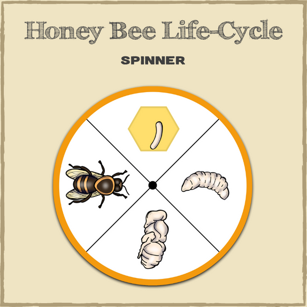 Honey Bee Life-Cycle Spinners