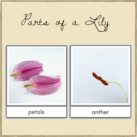 Parts of a Flower Montessori 3-Part Cards