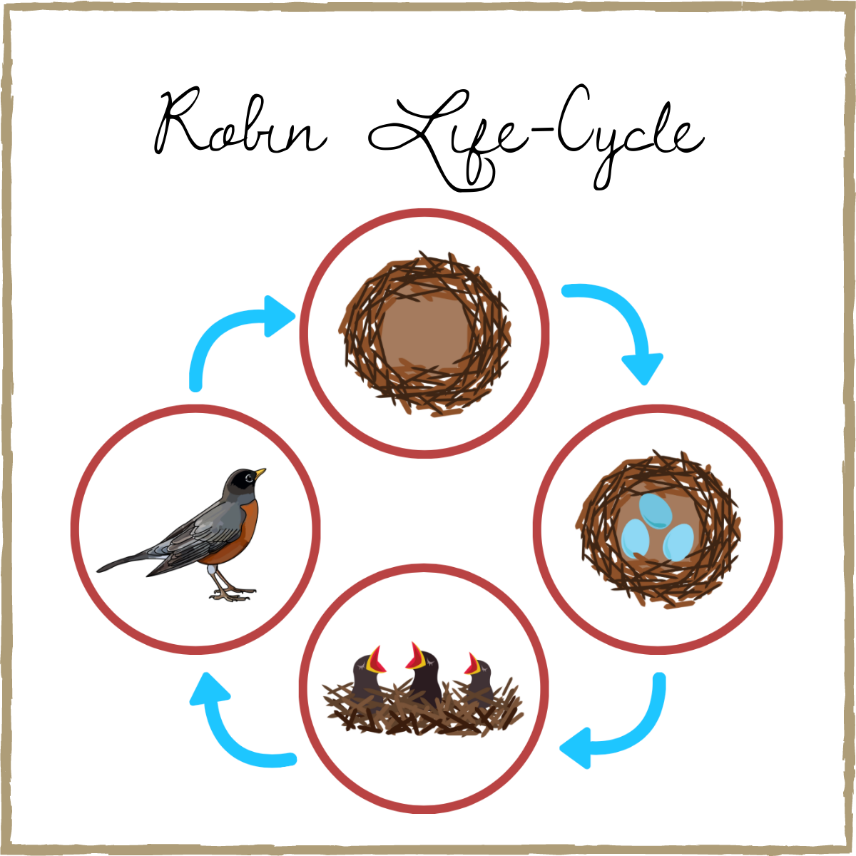 Robin Life-Cycle Montessori 3-Part Cards & Spinner