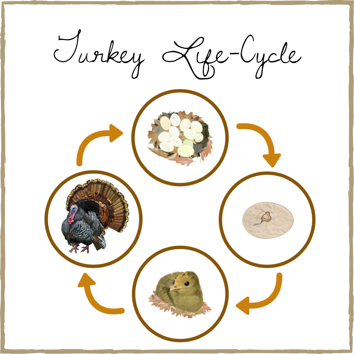 Turkey Life-Cycle