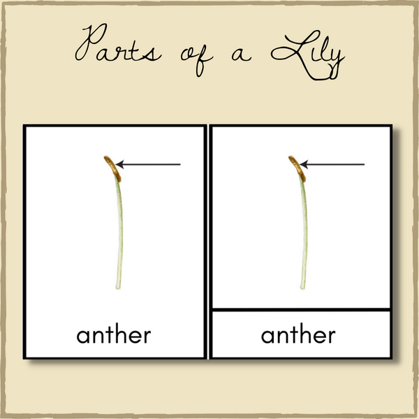 Lily Life-Cycle Montessori 3-Part Cards & Spinner