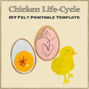 DIY Felt Printable Template - Chicken Life-Cycle
