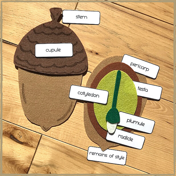 DIY Felt Acorn Parts and Oak Tree Life-Cycle