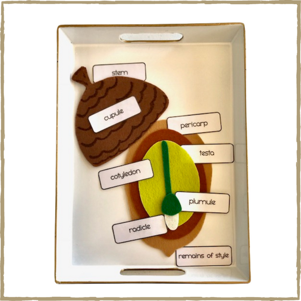 DIY Felt Acorn Parts and Oak Tree Life-Cycle