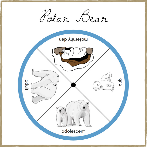 Polar Bear Life-Cycle