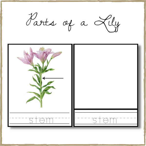 Lily Life-Cycle Montessori 3-Part Cards & Spinner