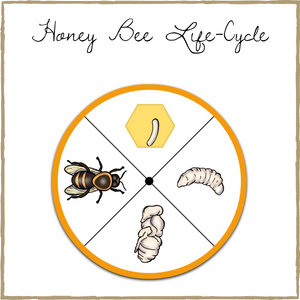 Honey Bee Life-Cycle Spinners