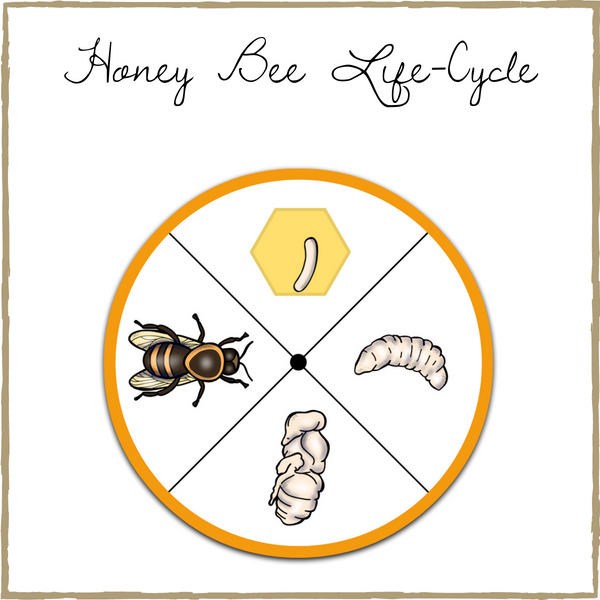 Honey Bee Life-Cycle Spinners