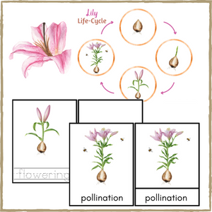 Lily Life-Cycle Montessori 3-Part Cards & Spinner