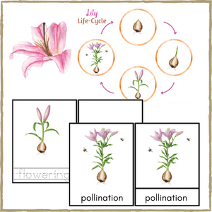 Lily Life-Cycle Montessori 3-Part Cards & Spinner – Learning with Play