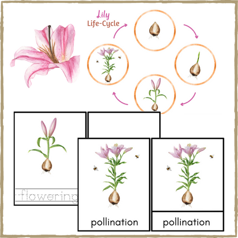 Lily Life-Cycle Montessori 3-Part Cards & Spinner