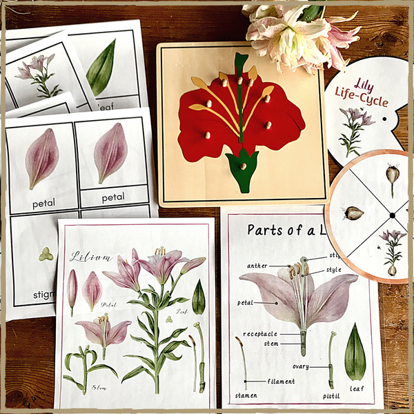 Lily Life-Cycle Montessori 3-Part Cards & Spinner