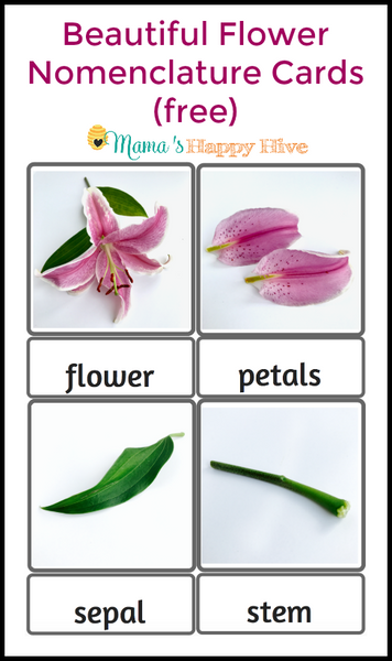 Parts of a Flower Montessori 3-Part Cards