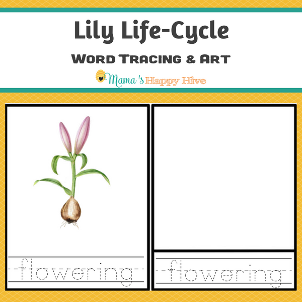 Lily Life-Cycle Montessori 3-Part Cards & Spinner