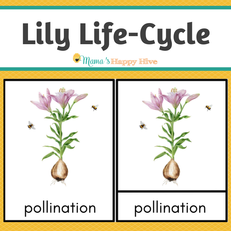 Lily Life-Cycle Montessori 3-Part Cards & Spinner – Learning with Play