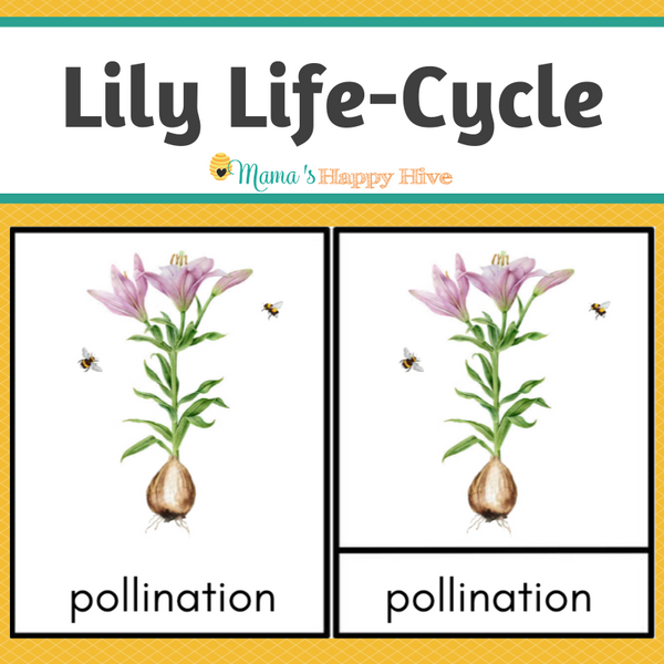 Lily Life-Cycle Montessori 3-Part Cards & Spinner