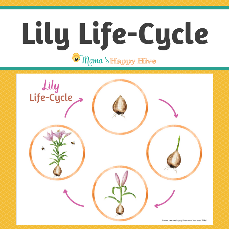 Lily Life-Cycle Montessori 3-Part Cards & Spinner – Learning with Play