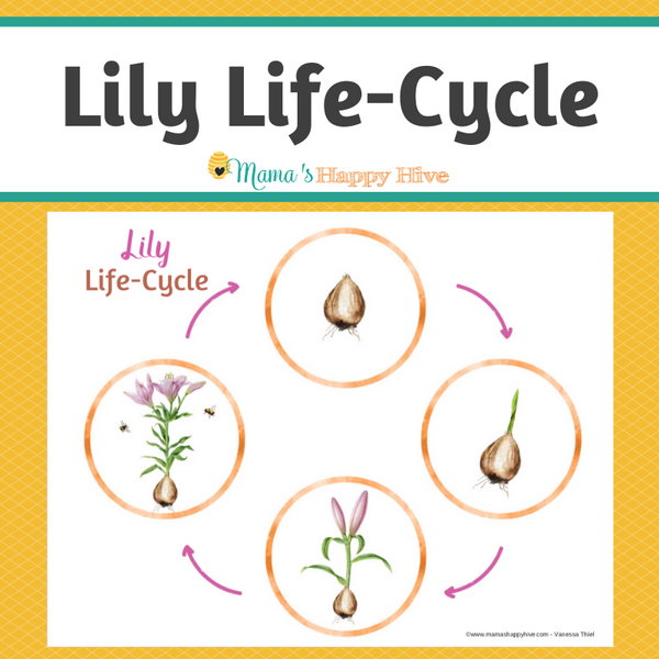 Lily Life-Cycle Montessori 3-Part Cards & Spinner