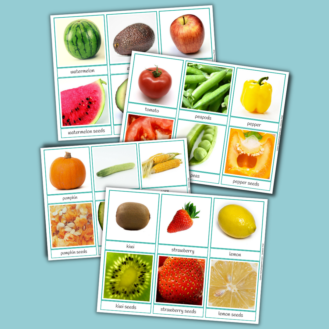 Fruit & Seeds 3-Part Cards