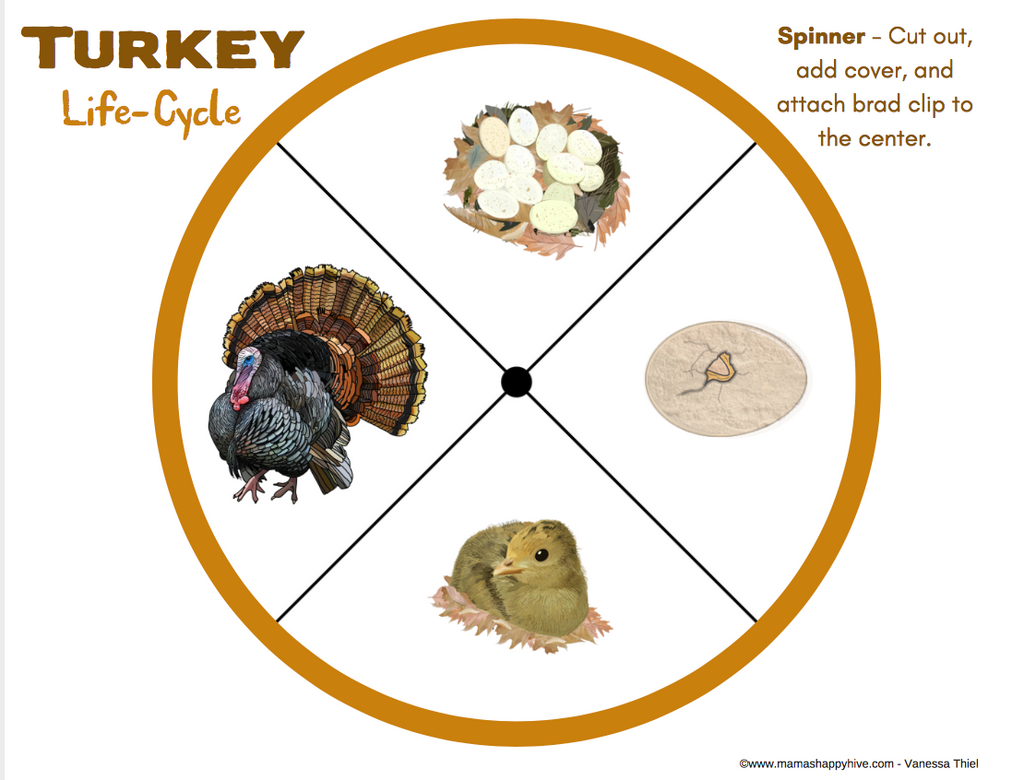 Turkey LifeCycle Learning with Play