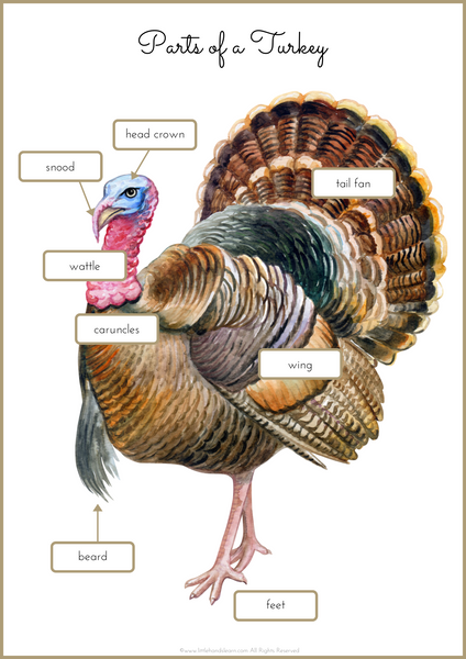 DIY Felt Turkey Template & Life-Cycle