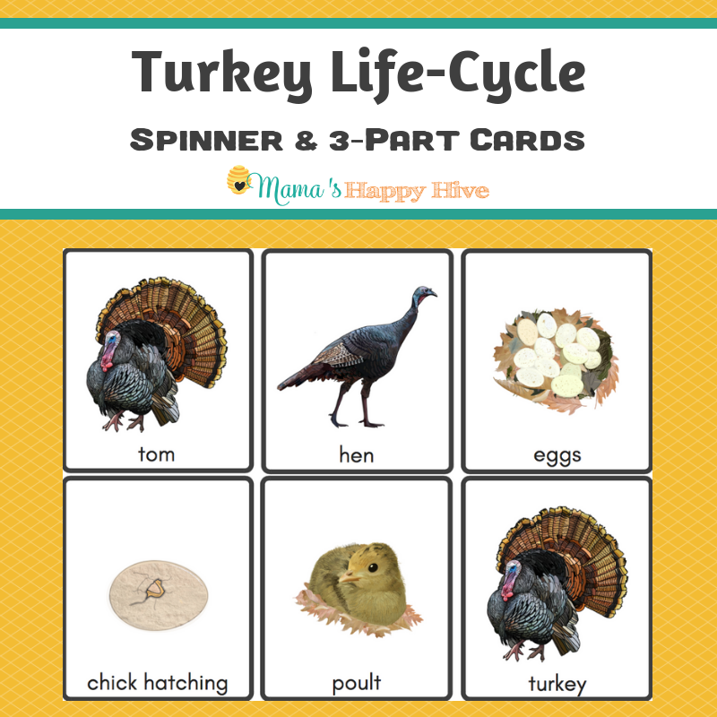 turkey-life-cycle-learning-with-play for Free Printable Life Cycle Of A Turkey Turkey Life-Cycle – Learning with Play for Free Printable Life Cycle Of A Turkey